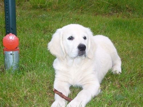 Min søde hund Zanto